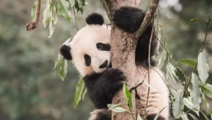 Giant Panda Habitat, History, Conservation